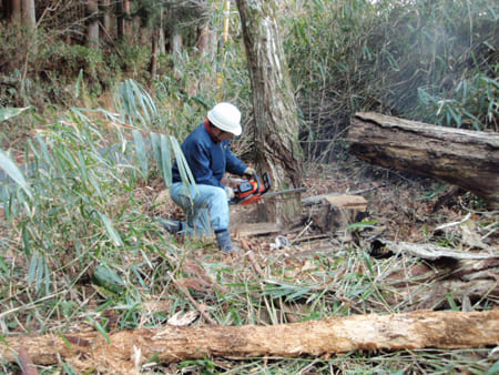 大きな木の伐採作業